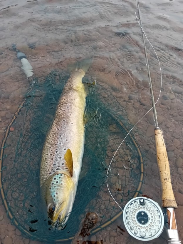 March brown feeder 2